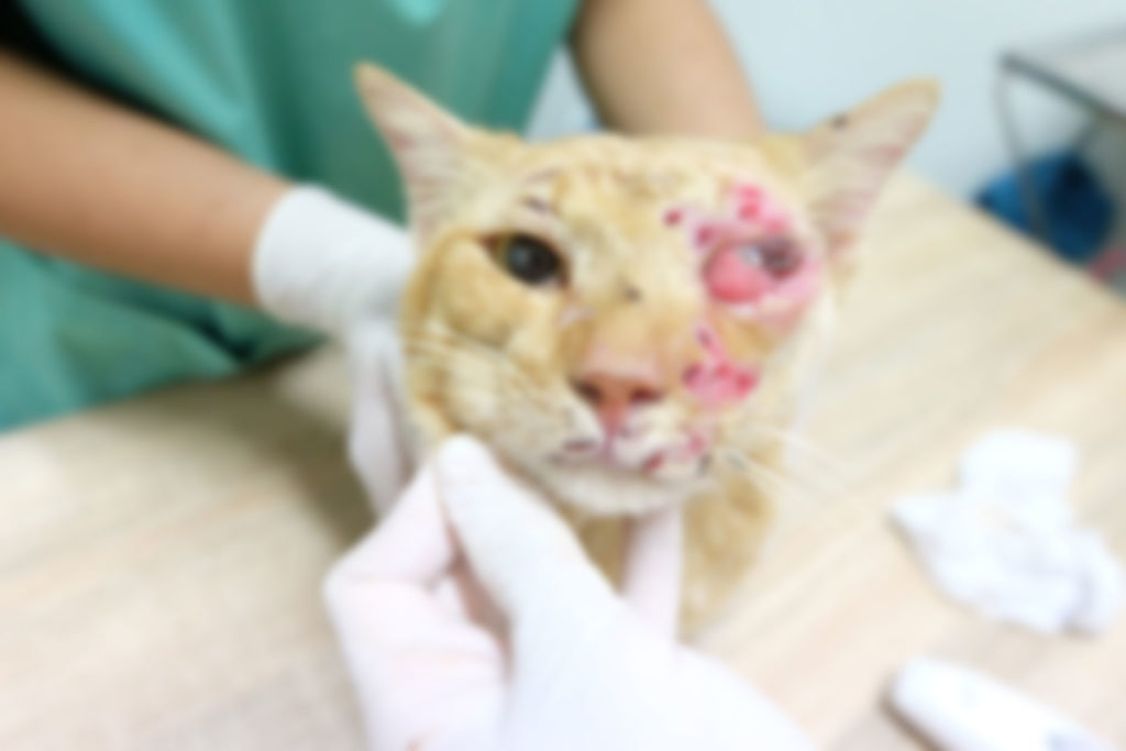 眼睛都坏了 可怜小猫脸上被人插满铅弹 泰国头条新闻