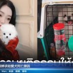 女星李紫婷的爱狗在托运后被发现去世！推特网友要求帮伸张正义（Mimi Lee）