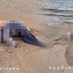充气娃娃被乱扔在邦盛海滩上！泰网友：还以为是一具裸体女尸