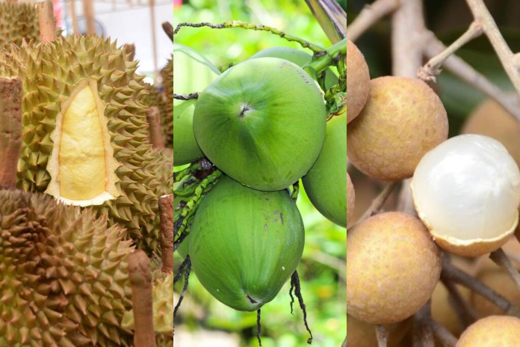 泰国成对华水果出口冠军！盘点2023年最受中国欢迎的五种水果