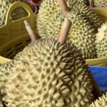 越南榴莲超越泰国，在第一季度中抢占中国市场