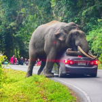 泰国大象袭击事件频发致150人死亡！被圈养是其背后的根源？
